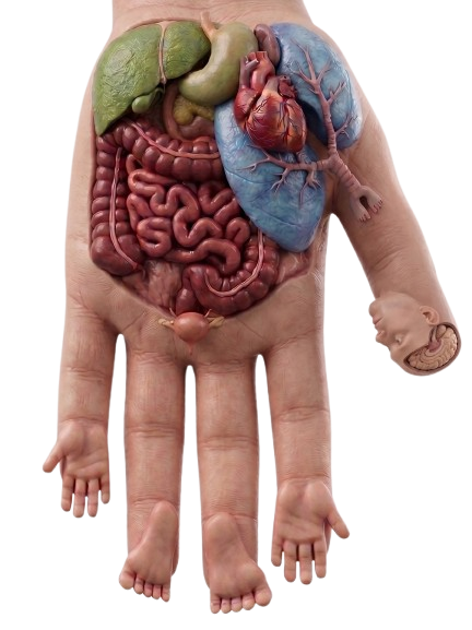 Su Jok correspondence system: the body's major organs mapped onto the palm and fingers of the hand
